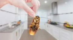 Ako sa zbaviť domácich švábov v byte